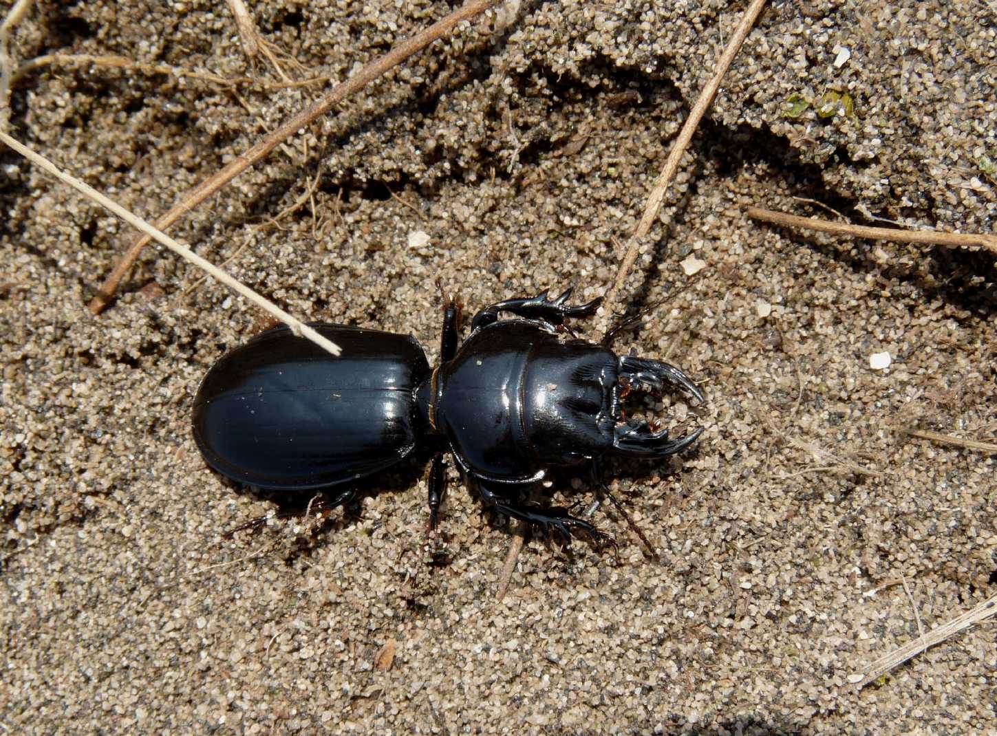 Scarites buparius maschio e femmina